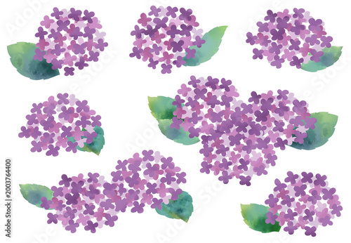 水彩風で描いた紫陽花のイラストセット