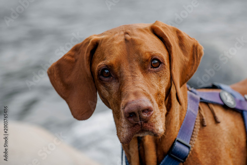 Close-up of a brown Vizsla dog with expressive eyes. The background features blurred water and rocks, creating a natural outdoor setting.