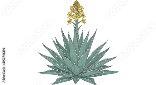Agave Plant Blooming with Yellow Flowers Isolated on White Background