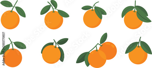Fresh orange fruit vector set, citrus collection with leaves, juicy healthy food illustration