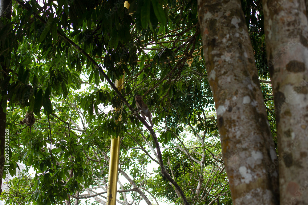 Fototapeta premium Wild monkey balancing on a branch high in the jungle canopy, with lush greenery and a golden statue adding cultural atmosphere.