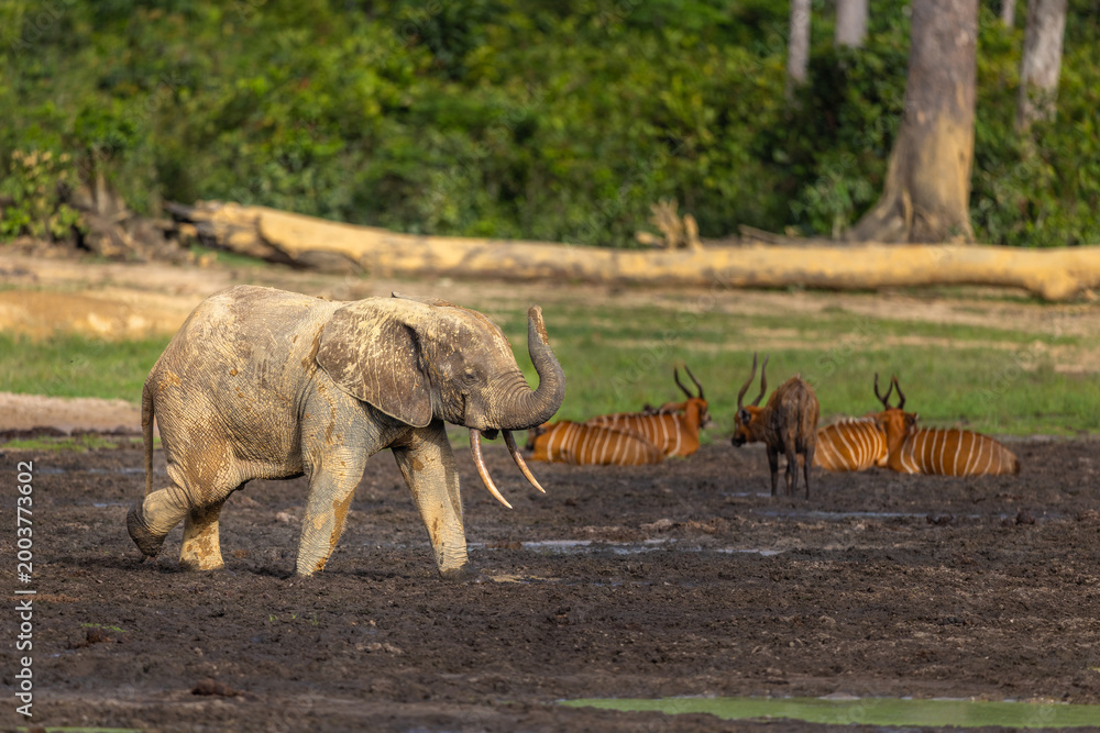 Naklejka premium Wild African Forest Elephant (Loxodonta cyclotis) covered in mineral rich mud together with Western Bongos (Tragelaphus eurycerus) at Dzanga Bai in the Central African Republic