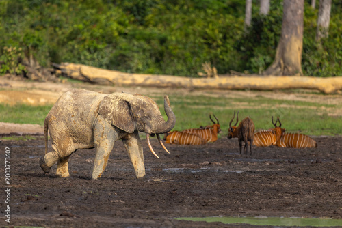 Wild African Forest Elephant (Loxodonta cyclotis) covered in mineral rich mud together with Western Bongos (Tragelaphus eurycerus) at Dzanga Bai in the Central African Republic