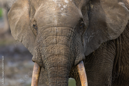 Head of African Forest Elephant (Loxodonta cyclotis) at Dzanga Bai in the Central African Republic