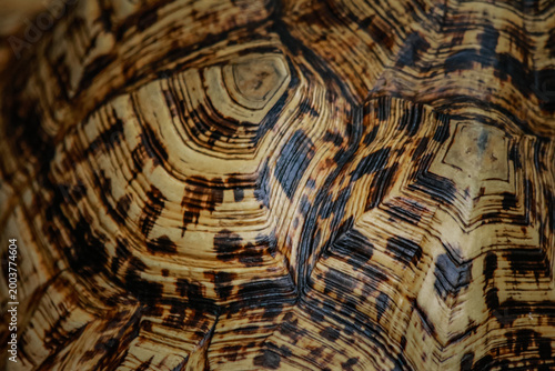 Billede på lærred shell details The Leopard Tortoise is a type of popular land tortoise that originates from Africa