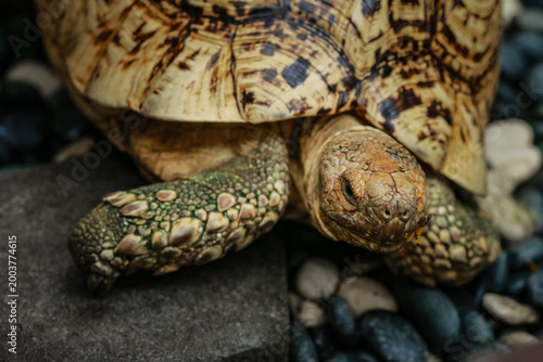 Bild auf Leinwand The Leopard Tortoise is a type of popular land tortoise that originates from Africa