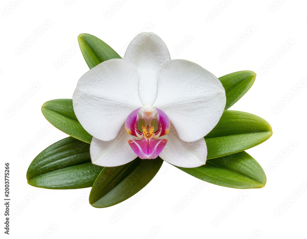 Fototapeta premium A single white orchid flower with a vibrant pink center and bright green leaves, white background