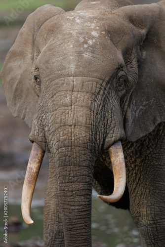 Head of African Forest Elephant (Loxodonta cyclotis) at Dzanga Bai in the Central African Republic