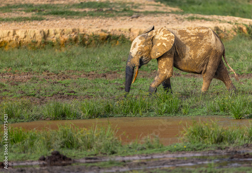 Wild African Forest Elephant (Loxodonta cyclotis) covered in mineral rich mud at Dzanga Bai in the Central African Republic