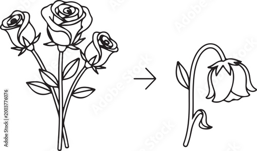Bouquet of Roses Wilting into Single Drooping Flower Vector Icon