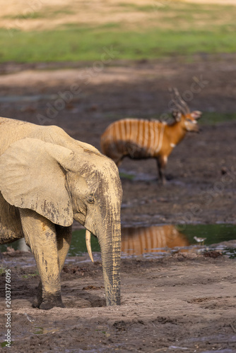 Wild African Forest Elephant (Loxodonta cyclotis) covered in mineral rich mud with Western Bongos (Tragelaphus eurycerus) and water reflection at Dzanga Bai in the Central African Republic