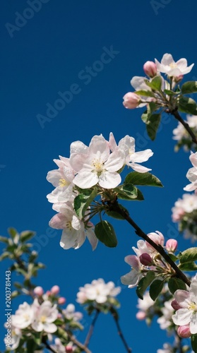 White and Pink Apple Blossoms against Deep Blue Sky