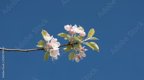 White and Pink Apple Blossoms against Deep Blue Sky