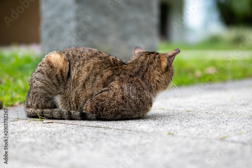 portrait of a cat