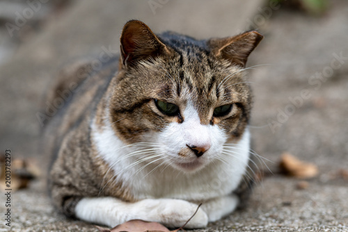 portrait of a cat