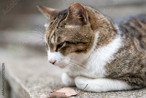 portrait of a cat