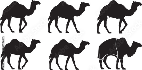 Bild auf Leinwand Camel Dromedary and Bactrian Walking Poses