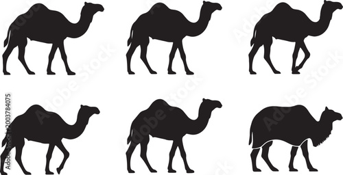Schilderij op canvas Camel Dromedary and Bactrian Walking Poses