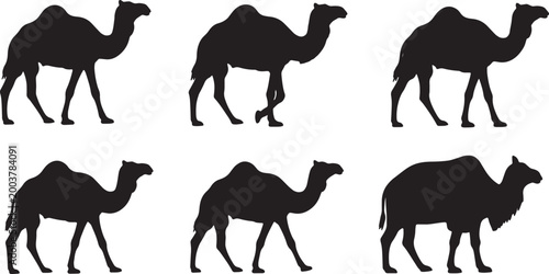 Schilderij op canvas Camel Dromedary and Bactrian Walking Poses
