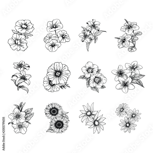 Hand Drawn Vintage Botanical Flower Illustration Set