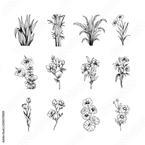 Hand Drawn Botanical Plants and Flowers Illustration Set