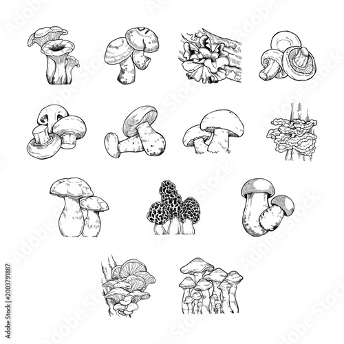 Hand Drawn Vintage Mushroom Botanical Illustration Set