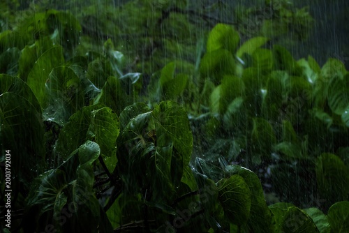 Obraz na plátně Lush green foliage under heavy rainfall during a tropical downpour with diffused