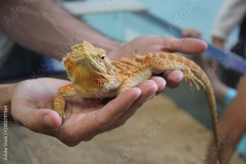 Εκτύπωση καμβά Bearded dragon held in hands during a reptile exhibit in a pet store on a sunny
