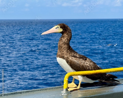 Φωτογραφία Seabird standing on ship deck near yellow pipe with ocean background