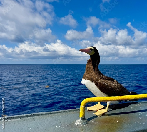 фотографія Seabird standing on ship deck near yellow pipe with ocean background