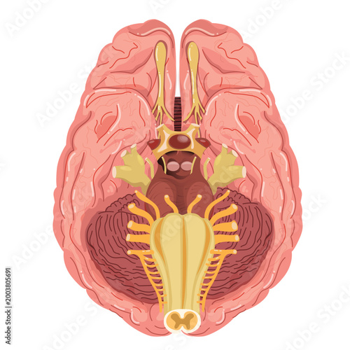 Vászonkép Inferior bottom view of human brain anatomy vector illustration