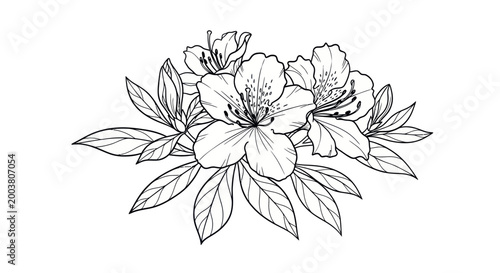 Fotografie Elegant Azalea Flower Blossom Illustration, Black and White Line Art Sketch