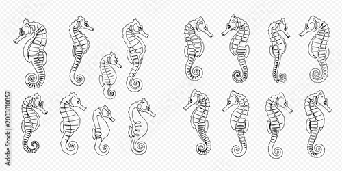Collection of hand-drawn seahorse illustrations in various poses and sizes, perfect for marine-themed designs and educational materials.