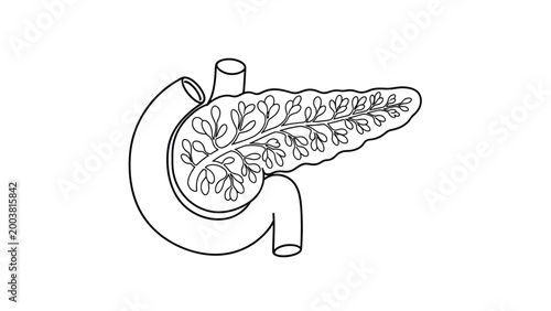 Clean black and white diagram showing the human pancreas and surrounding digestive organs for medical and biological study.