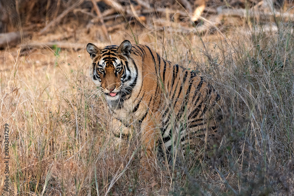 Obraz premium Royal Bengal Tiger resting in grass at Panna Tiger Reserve India