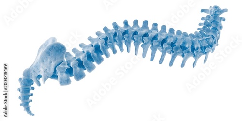 Detailed Human Spine Model Isolated Representing Orthopedic Health Anatomy Medical Study Back Pain and Healthcare Education Concept