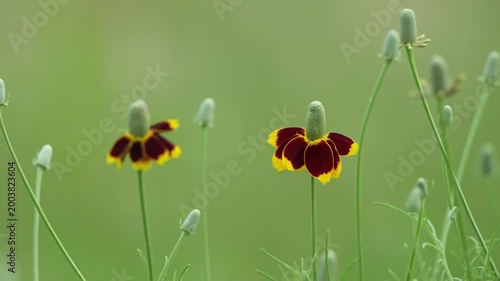 Beautiful spring wildflower field with gentle breeze