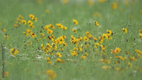 Beautiful spring wildflower field with gentle breeze