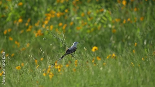 Beautiful bird swing in spring wildflower field with gentle breeze
