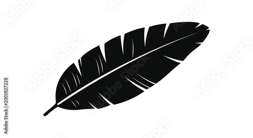 feather silhouette on white background high quality professional detailed modern elegant