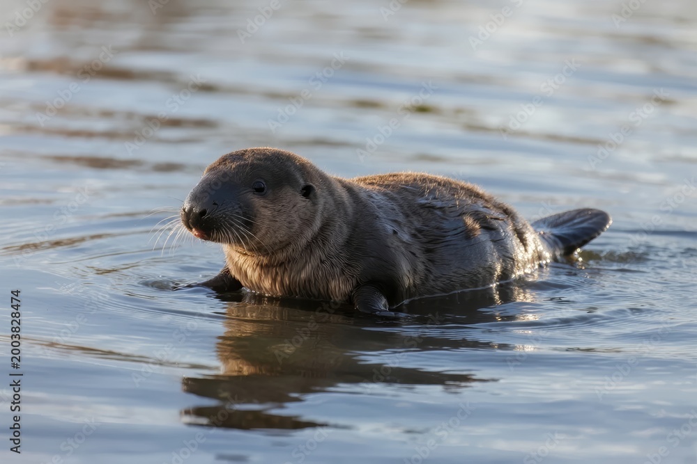 Naklejka premium A seal swimming in calm water, partially submerged with its head above the surface.