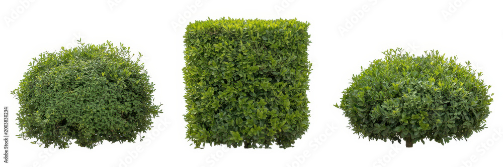 Obraz premium Three different shaped green garden bushes and shrubs isolated on a plain white background