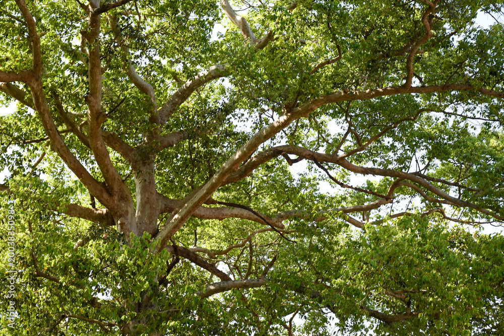 Fototapeta premium tree with green leaves and dense branches and leaves in forest