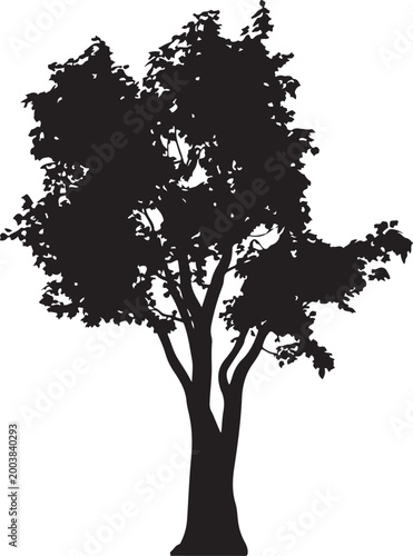 Foto Black silhouette of a tall evergreen tree isolated on white background