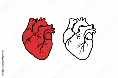 Human Heart Anatomy Illustration Vector Set on White Background