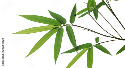 Bamboo leaves isolated on transparent background