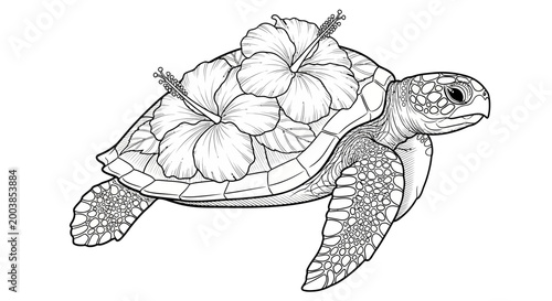 Detailed line drawing of a turtle highlighting the shell, limbs, and head details.