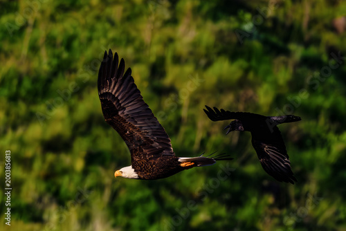 Cuadro en lienzo Bald Eagle adult being harrassed by an American Crow over the Boise River Idaho