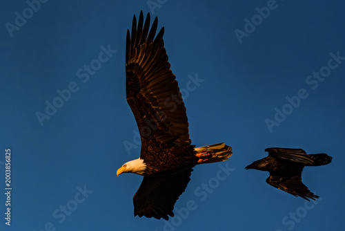 Billede på lærred Bald Eagle adult being mobbed by an American Crow over the Boise River Idaho