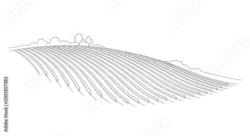 Closeup of single feather structure.